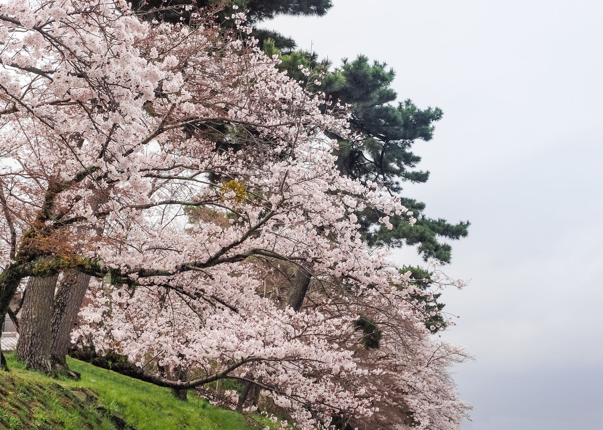 Cherry blossoms in the park, Uji city, Kyoto, Japan